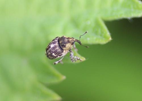 Réf. 203 969 : Nedyus quadrimaculatus